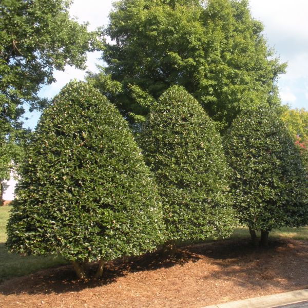 New York Native Plants