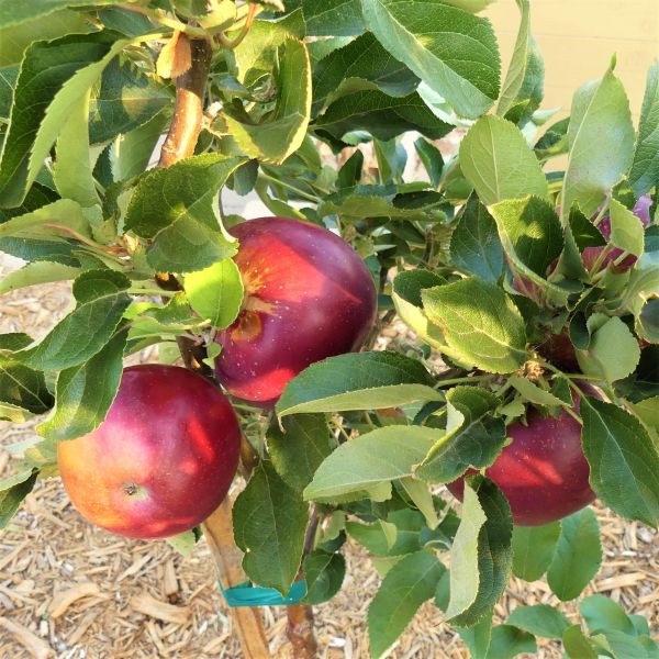 Arkansas Black Apple Tree - Image 3