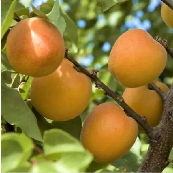 Tomcot Apricot Tree - Image 3