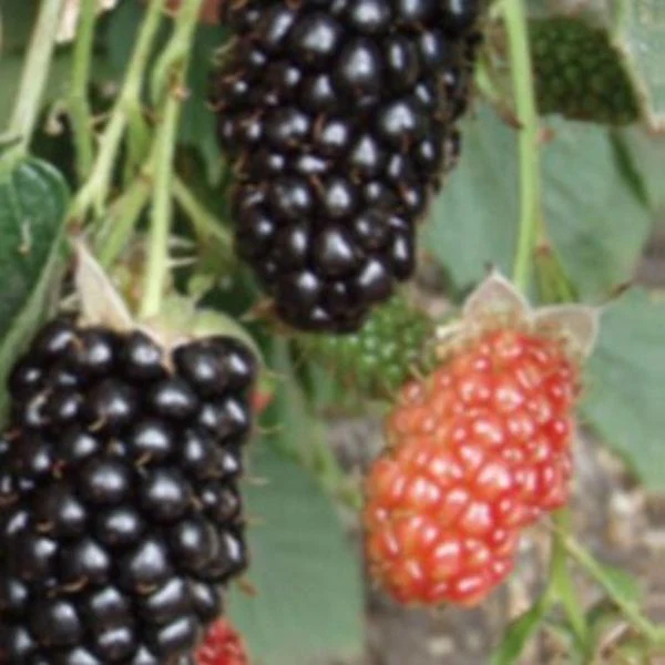 Natchez Blackberry Bush - Image 3