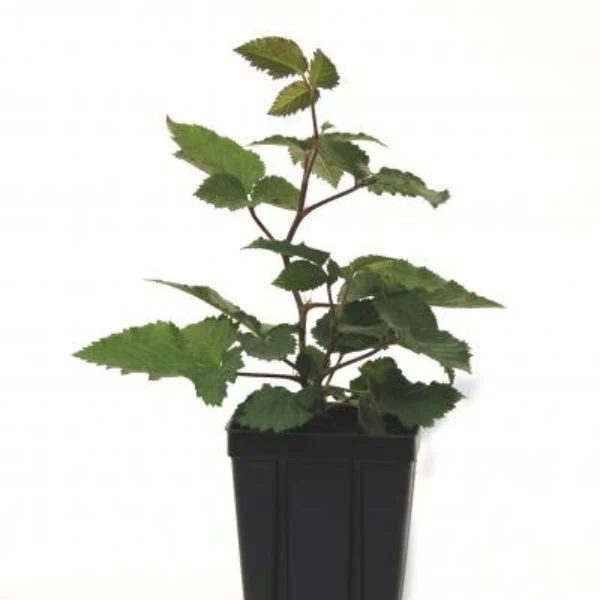 Natchez Blackberry Bush - Image 4
