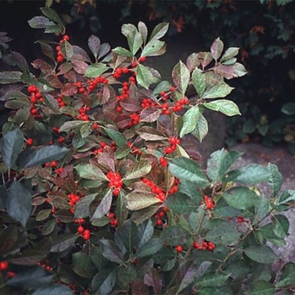 Ouachita Thornless Blackberry Bush - Image 3