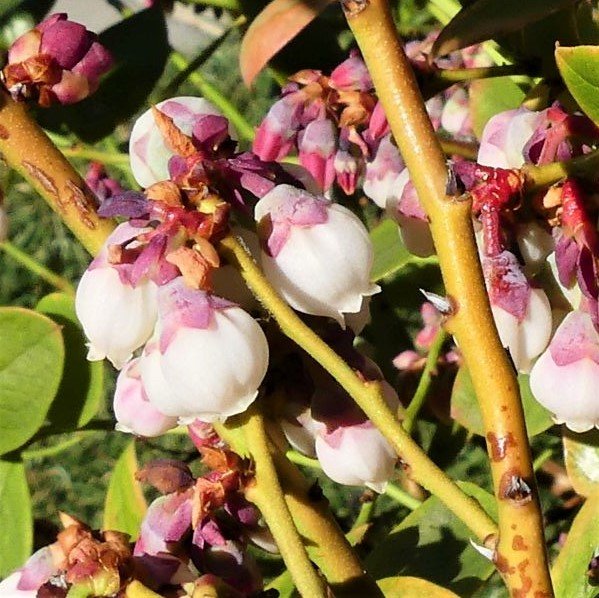 Sunshine Blue Blueberry Bush - Image 3