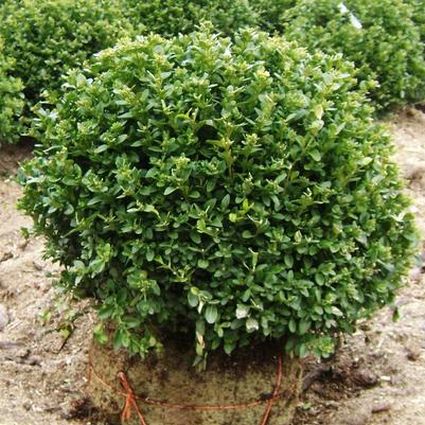 Green Velvet Boxwood - Image 4