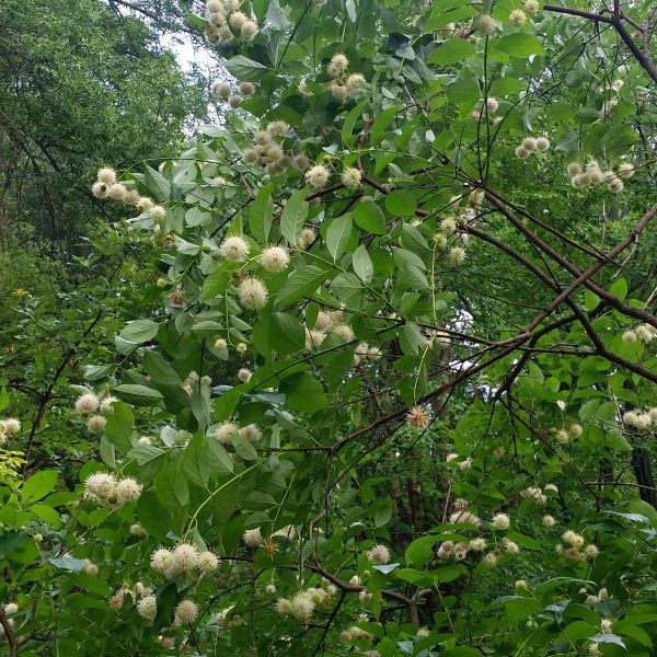 Buttonbush - Image 4