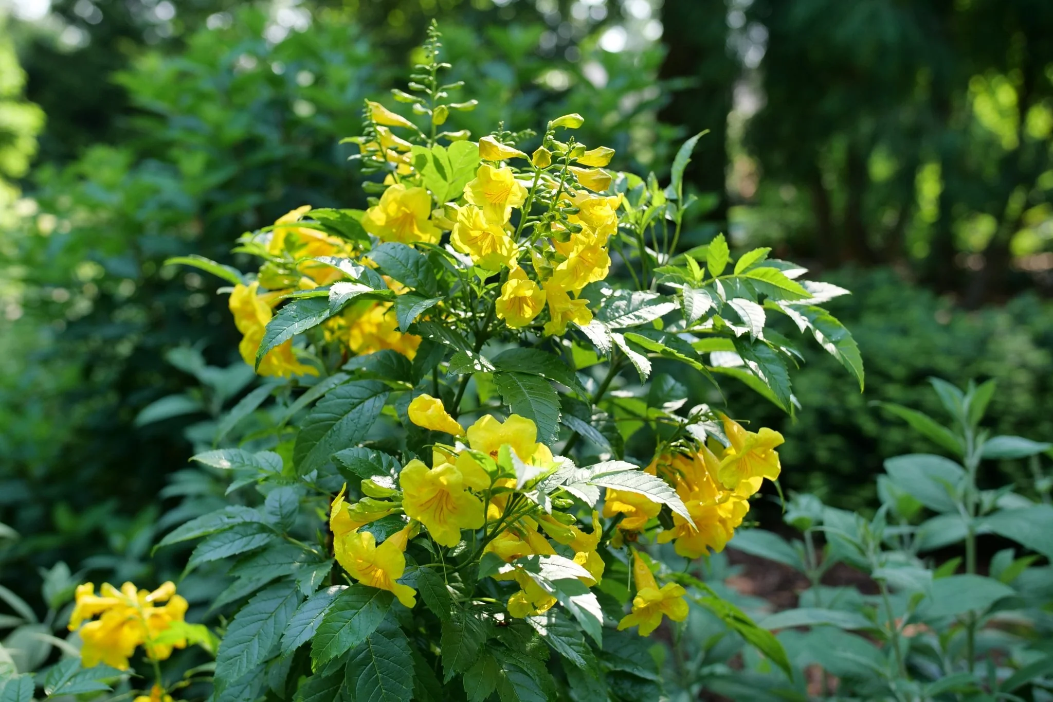 New Plants & Recent Arrivals