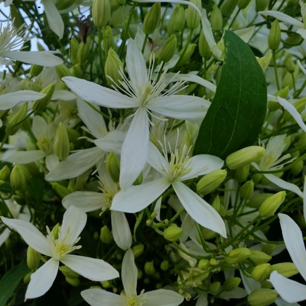Sweet Autumn Clematis - Image 3