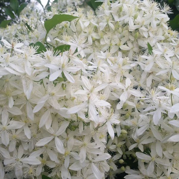 Sweet Autumn Clematis - Image 4
