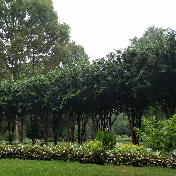Natchez Crape Myrtle Tree - Image 3