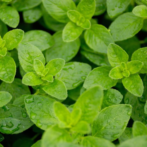 English Thyme, Parsley, and Oregano 3 Pack - Image 3