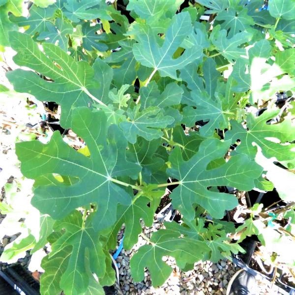 Brown Turkey Fig Tree - Image 3