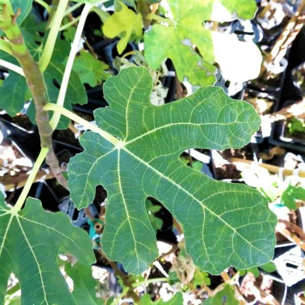 Brown Turkey Fig Tree - Image 4