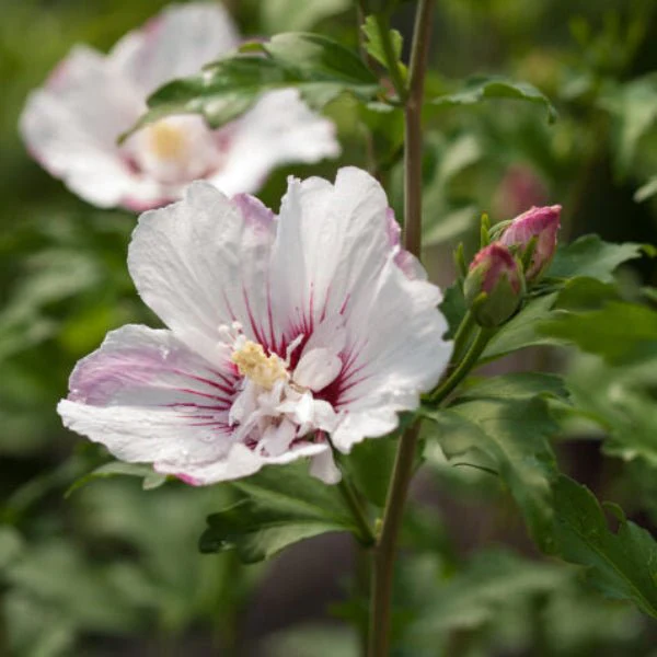Fiji™ Rose of Sharon - Image 3