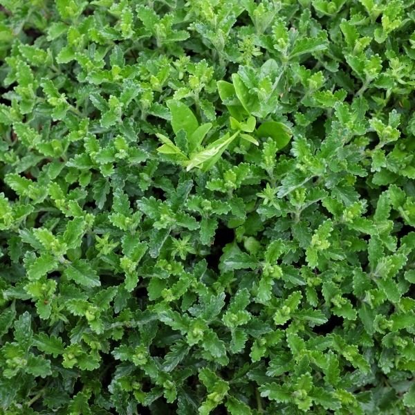 Germander - Image 3