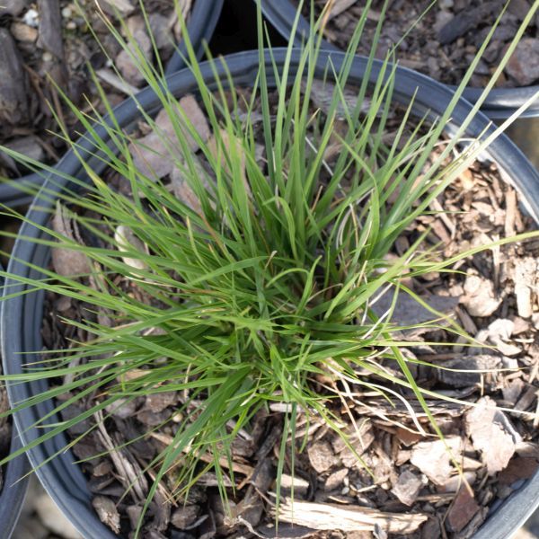 Prairie Dropseed Grass - Image 3
