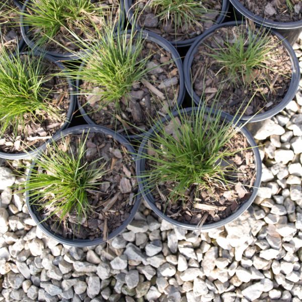 Prairie Dropseed Grass - Image 4