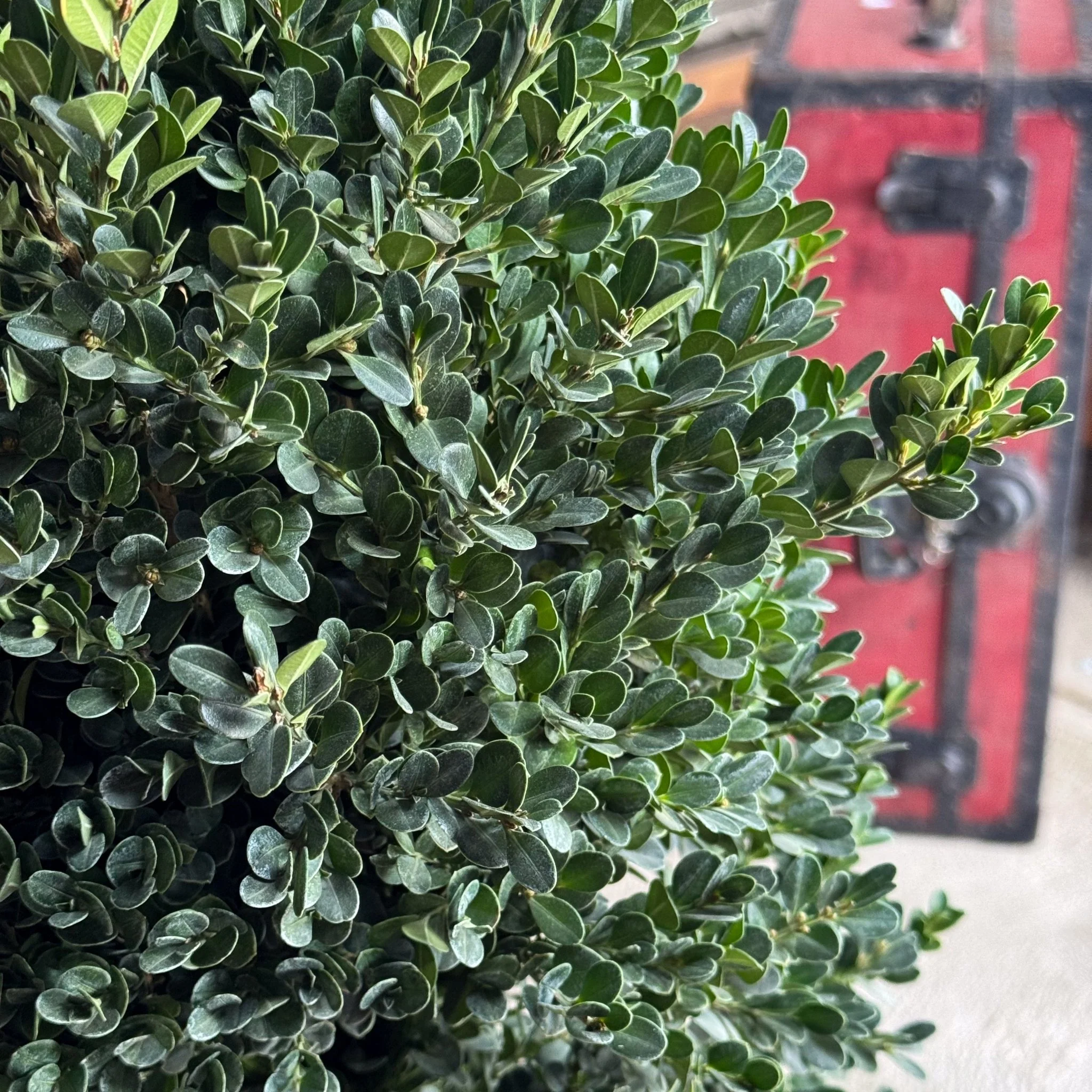 Green Mountain Boxwood - Image 3
