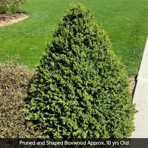 Green Mountain Boxwood - Image 4
