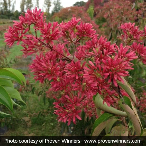 Temple of Bloom® Seven Son Flower Tree - Image 3