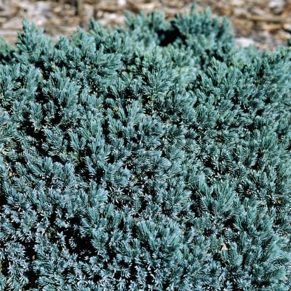 Overstock - Plant Sale