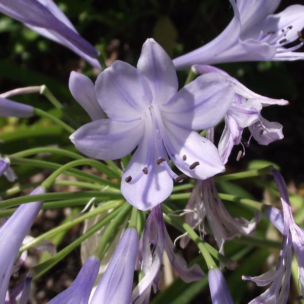 Lily Of The Nile - Image 3