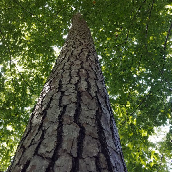 Loblolly Pine Tree - Image 4