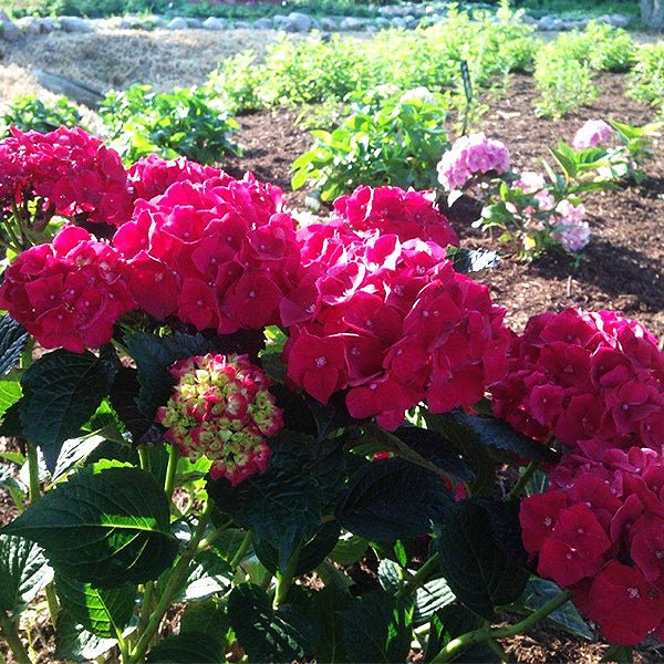 Magical® Ruby Red Hydrangea - Image 3