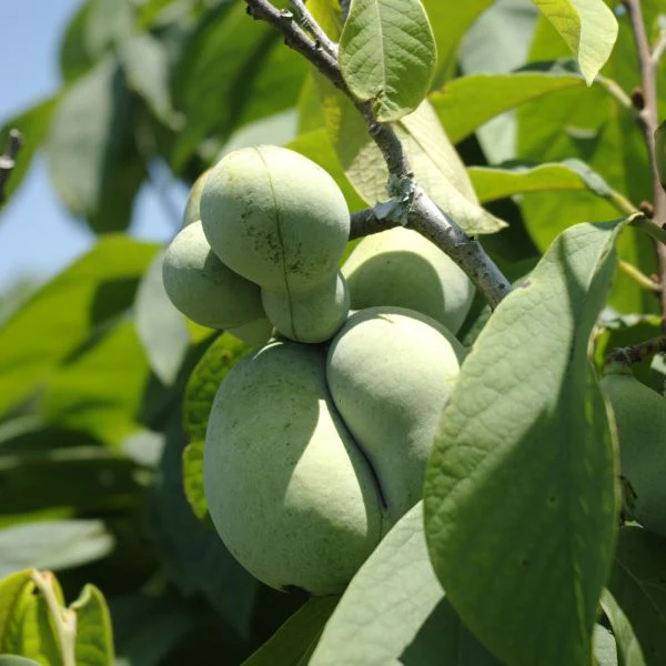Paw Paw - Image 3