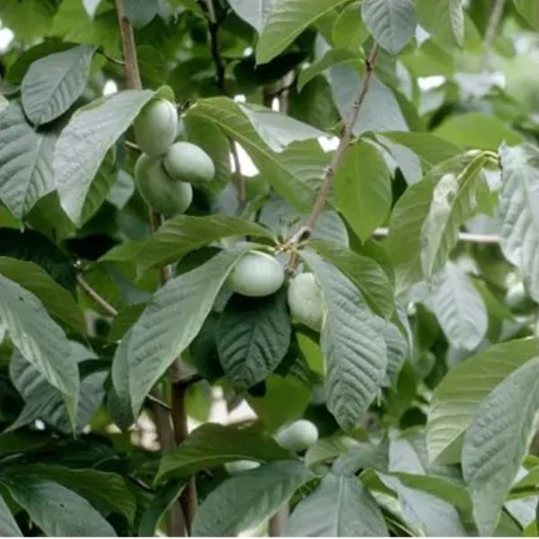 Paw Paw - Image 4