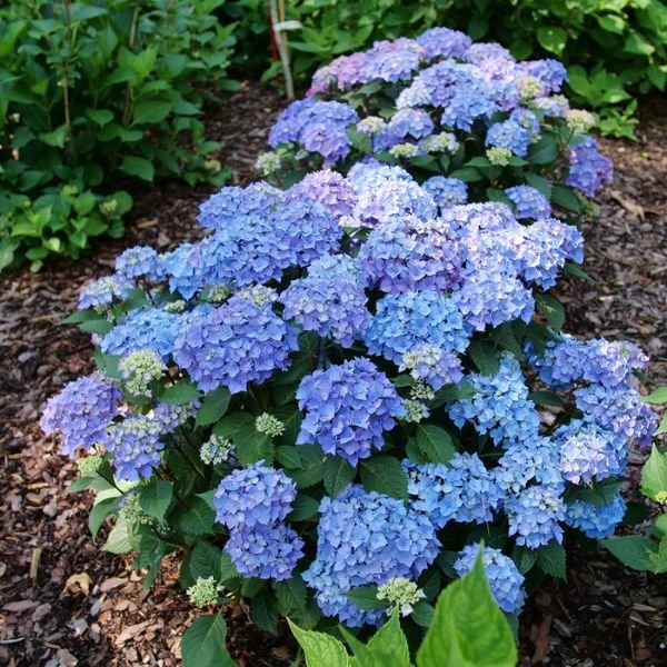 Let's Dance Lovable® Bigleaf Hydrangea - Image 3