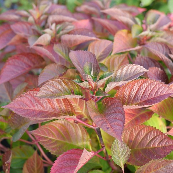 Let's Dance Lovable® Bigleaf Hydrangea - Image 4