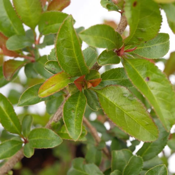 Texas Scarlet Flowering Quince - Image 4