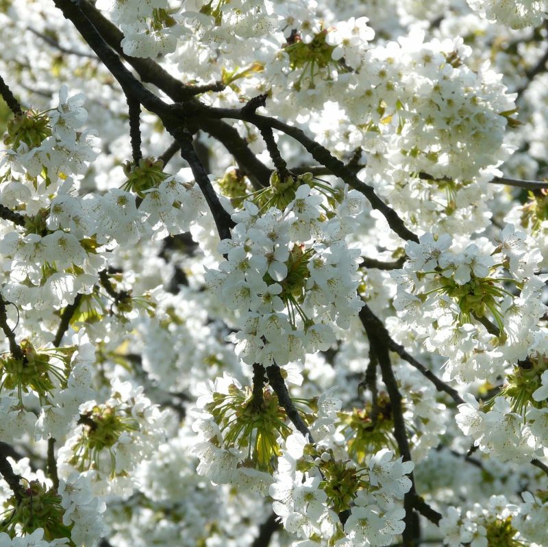 Rainier Cherry Tree - Image 3