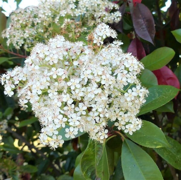 Red Tip Photinia - Image 4