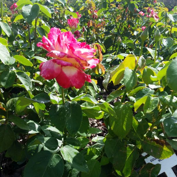 Double Delight Hybrid Tea Rose - Image 4