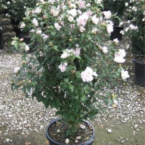 Blushing Bride Rose of Sharon - Image 3