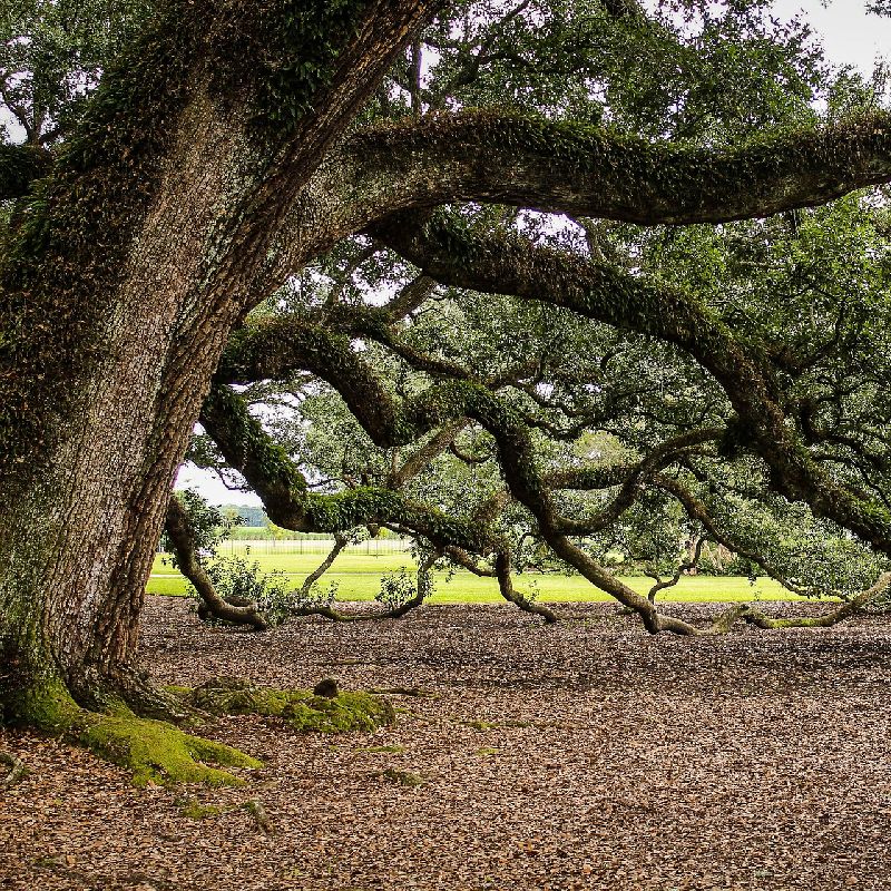 Southern Live Oak Tree - Image 3