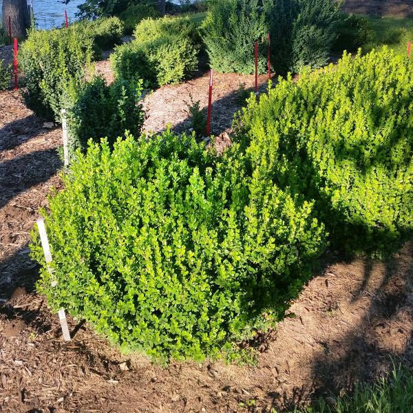 Sprinter® Boxwood - Image 4