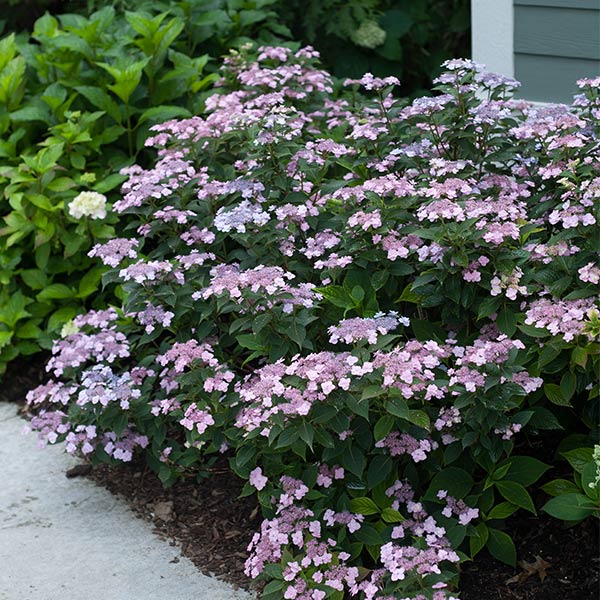 Tiny Tuff Stuff™ Hydrangea - Image 3