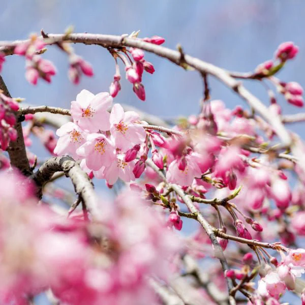 Weeping Cherry Tree - Image 3