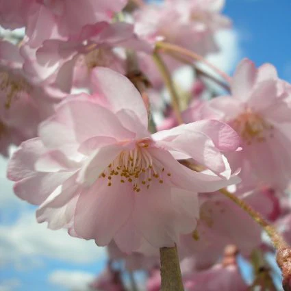 Weeping Cherry Tree - Image 4