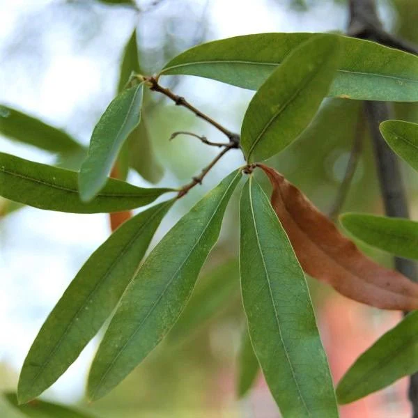 Willow Oak Tree - Image 3
