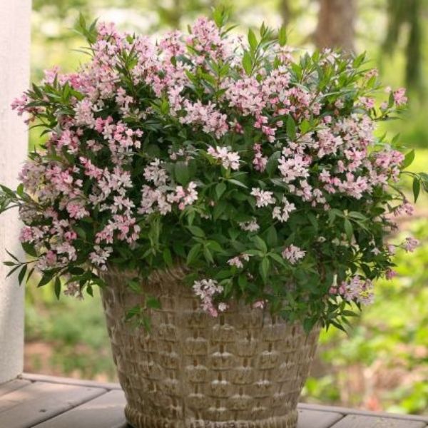 Yuki Cherry Blossom® Deutzia - Image 3